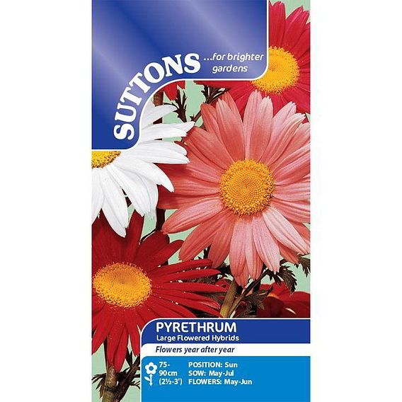 Pyrethrum 'Large Flowered Hybrids' - Seeds