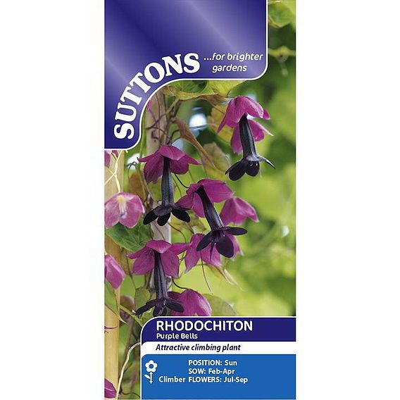 Rhodochiton atrosanguineum - Seeds