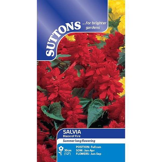 Salvia splendens Seeds - Blaze of Fire