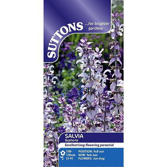 Salvia sclarea 'Euphoria' - Seeds