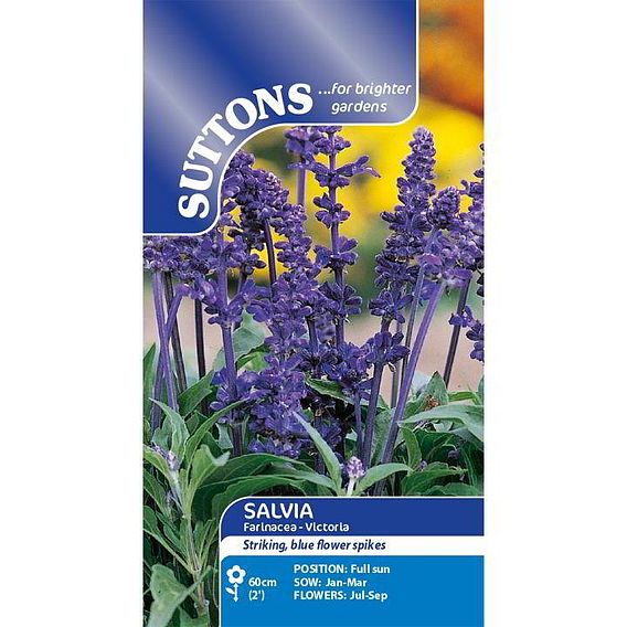 Salvia farinacea Seeds - Victoria