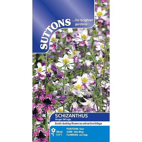 Schizanthus pinnatus 'Angel Wings' - Seeds