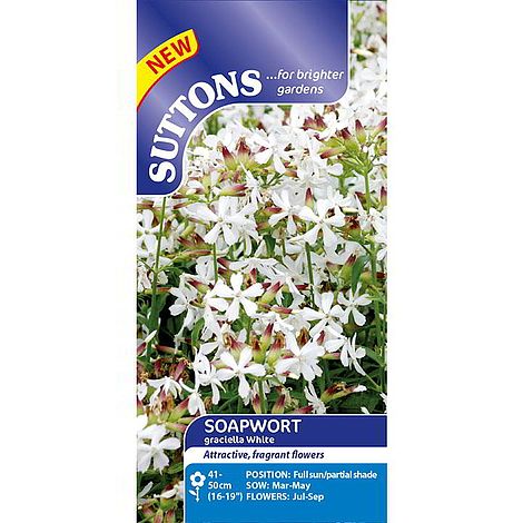 Soapwort 'Graciella White' - Seeds