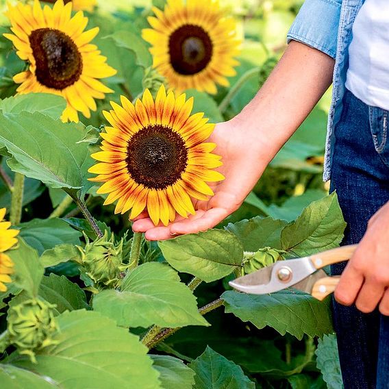 Sunflower Seeds - Tiger Eye F1