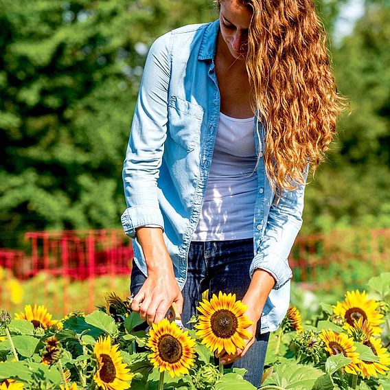 Sunflower 'Tiger Eye' F1 - Seeds