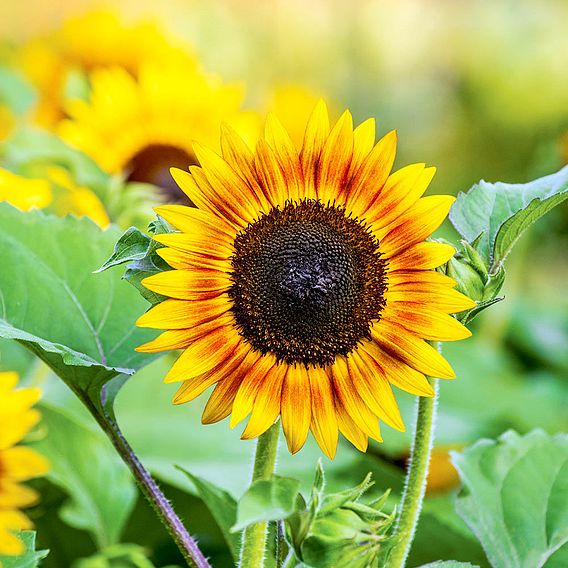 Sunflower Seeds - Tiger Eye F1