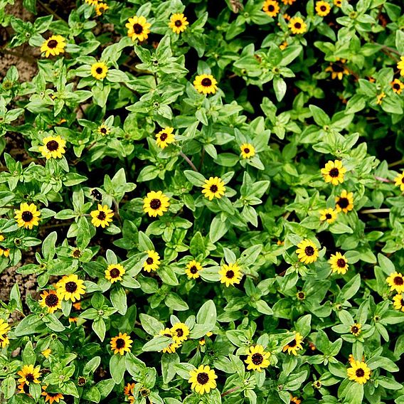 Sanvitalia Seeds - The Hanging Basket Sunflower