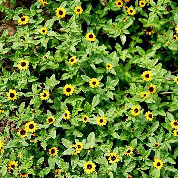 Sanvitalia 'The Hanging Basket Sunflower' - Seeds