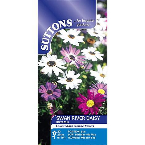Swan River Daisy 'Bravo Mix' - Seeds