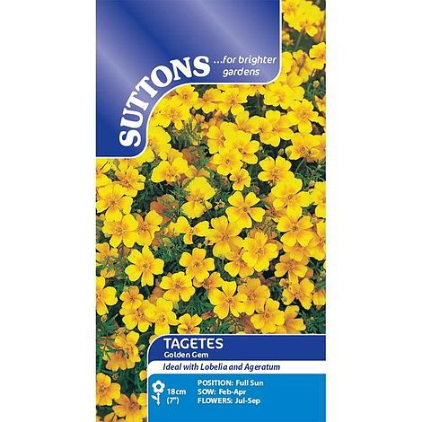 Tagetes tenuifolia pumila 'Golden Gem' - Seeds