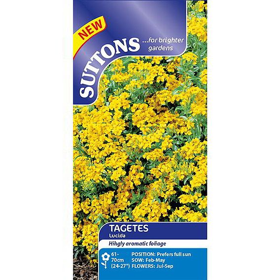 Tagetes tenuifolia pumila 'Lucida' - Seeds