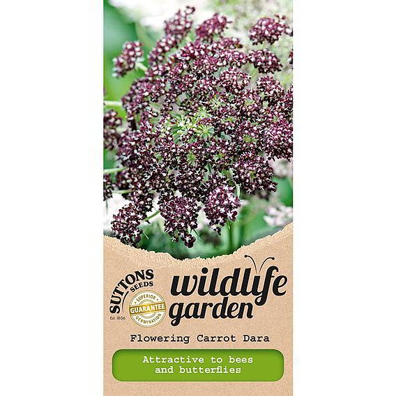 Flowering Carrot 'Dara' - Seeds