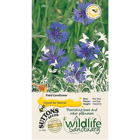 Cornflower 'Field Cornflower' - Seeds