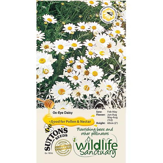 Ox-Eye Daisy Wildlife Flower - Seeds