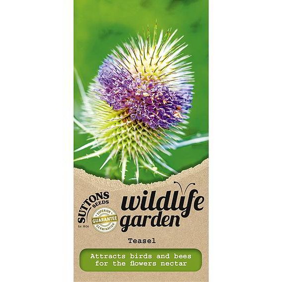 Teasel - Seeds