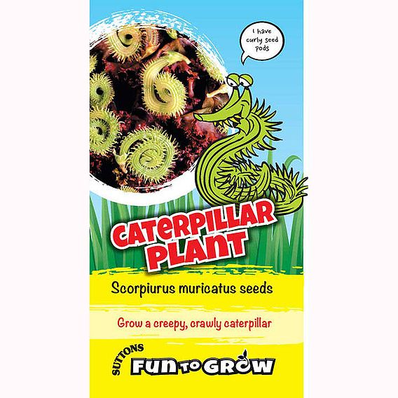 Scorpiurus muricatus 'Caterpillar Plant (Mix)' - Seeds