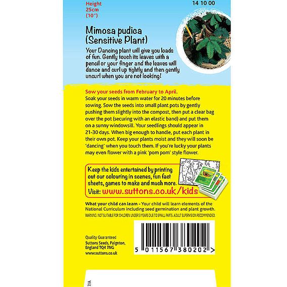 Mimosa pudica (Dancing Plant) - Sensitive Seeds