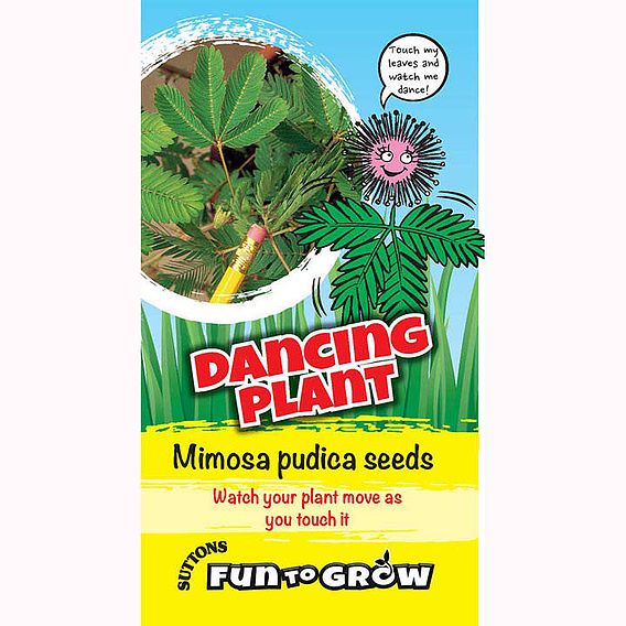 Sensitive Seeds - Dancing Plant (Mimosa pudica)