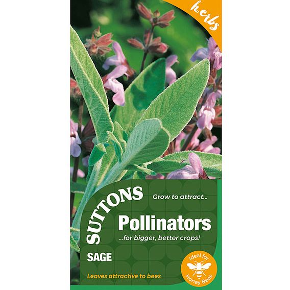 Sage - Herb Seeds