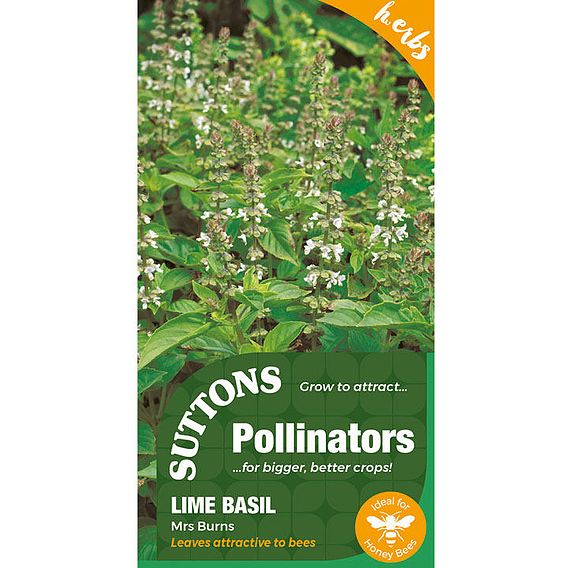 Seeds for Pollinators - Basil Lime Mrs Burns