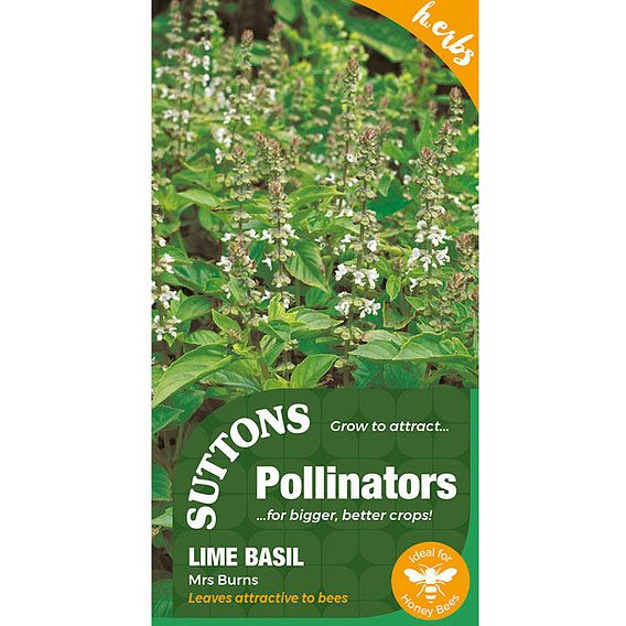 Basil Lime Mrs Burns - Seeds for Pollinators
