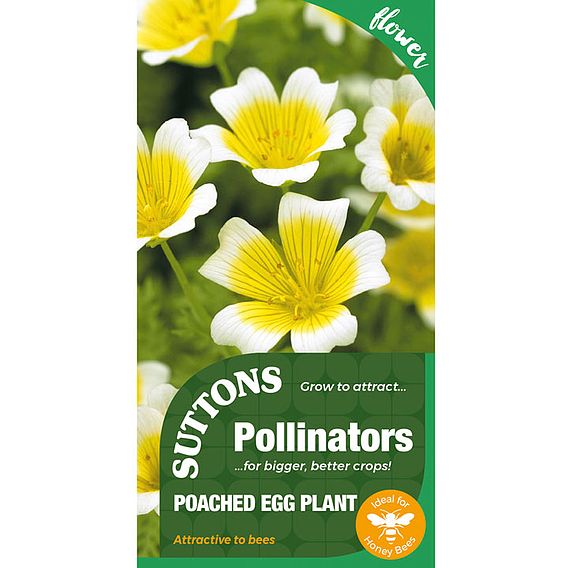 Poached Egg Plant - Seeds