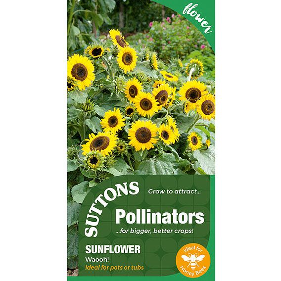 Sunflower 'Waooh' - Seeds for Pollinators