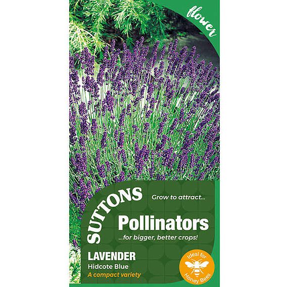 Lavender 'Hidcote Blue' - Seeds for Pollinators