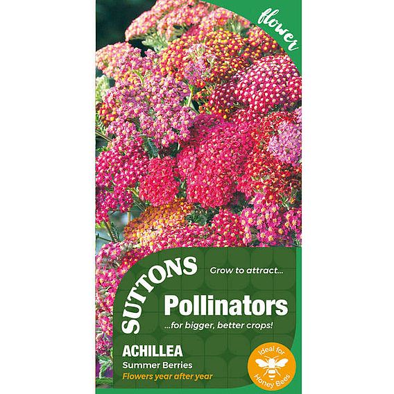 Achillea 'Summer Berries' - Pollinator Seeds