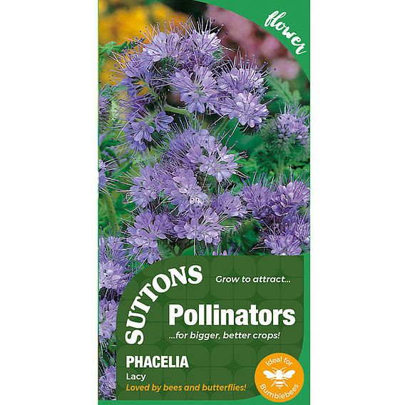 Phacelia 'Lacy' - Seeds for Pollinators