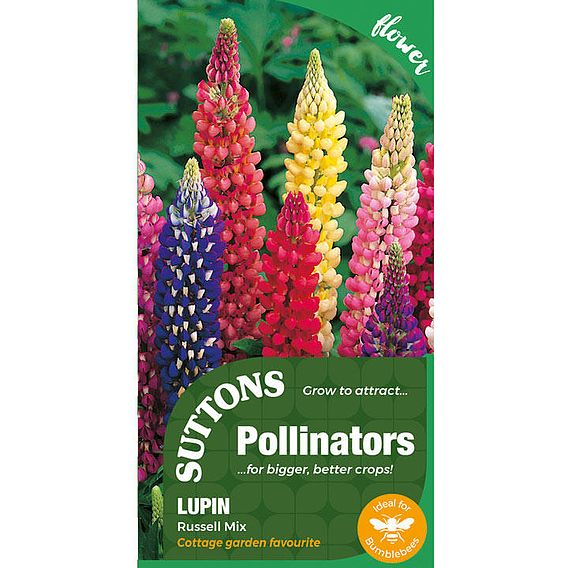 Lupin 'Russel Mix' - Seeds for Pollinators