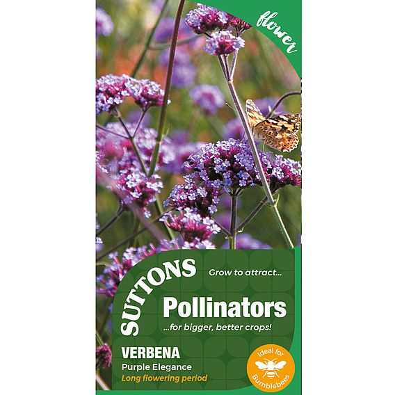 Verbena bonariensis 'Purple Elegance' - Seeds for Pollinators