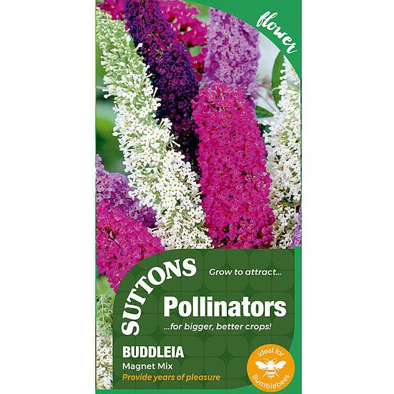 Buddleia Flower Seeds - Butterfly Magnet Mix