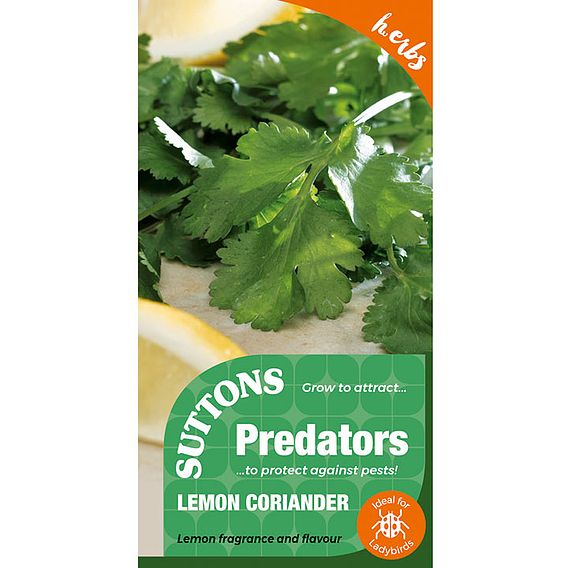 Lemon Coriander Herb - Seeds