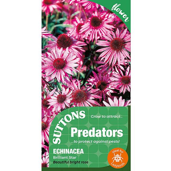 Echinacea 'Purpurea, Brilliant Star' - PredatorsSeeds