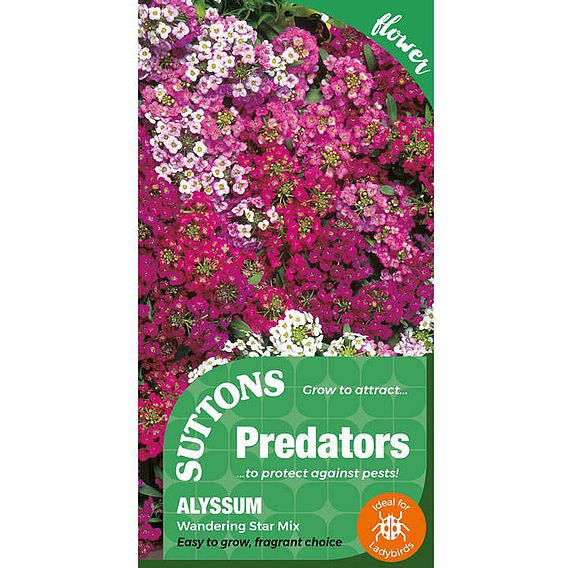 Alyssum 'Wandering Star Mix' - Predator Seeds