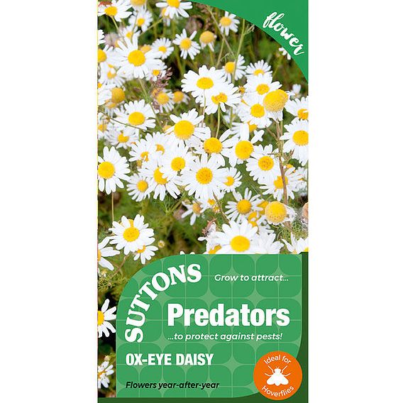 Ox-Eye Daisy Seeds