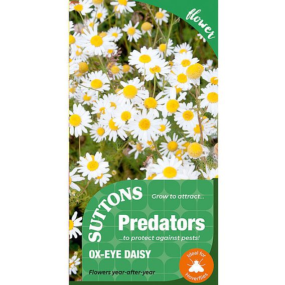 Ox-Eye Daisy - Seeds