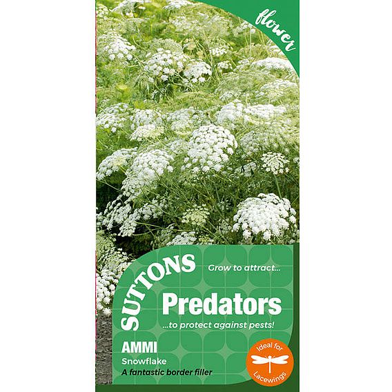 Ammi majus 'Snowflake' - Seeds