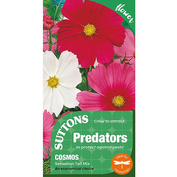 Cosmea Seeds - Sensation Tall Mix