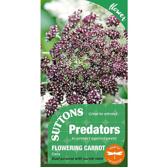 Flowering Carrot 'Dara' - Predator Seeds