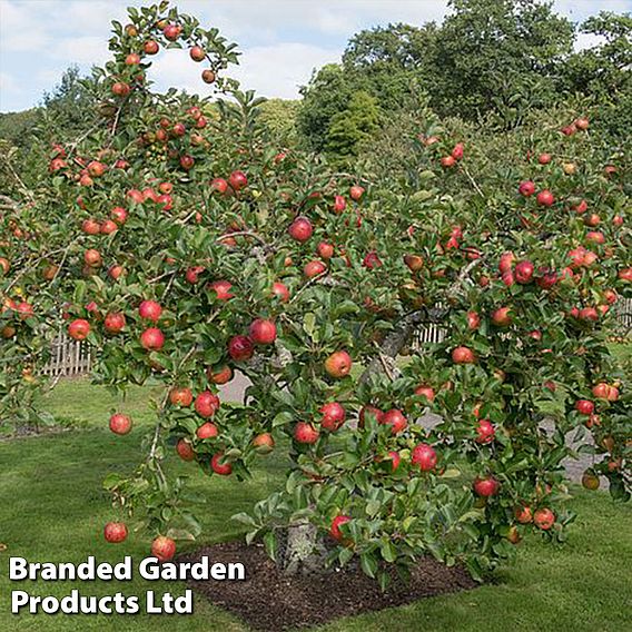 Apple 'Family Apple Tree'