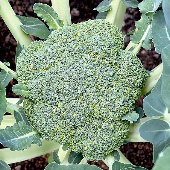 Broccoli Seeds - Blue Finn F1