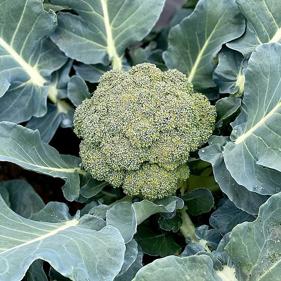 Broccoli Seeds - Blue Finn F1