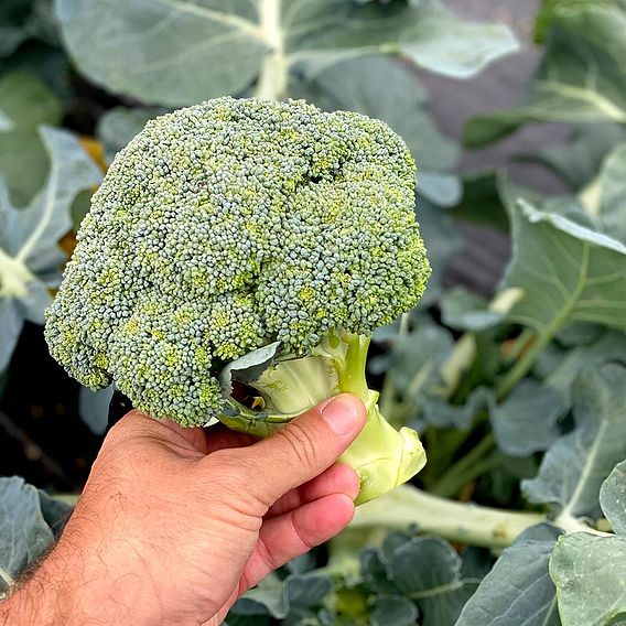 Broccoli Seeds - Blue Finn F1