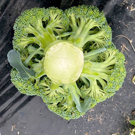 Broccoli Seeds - Blue Finn F1