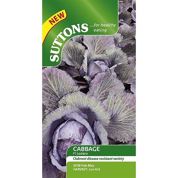 Cabbage F1 'Lodero' - Seeds
