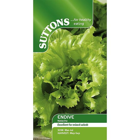 Endive Seeds - Natacha