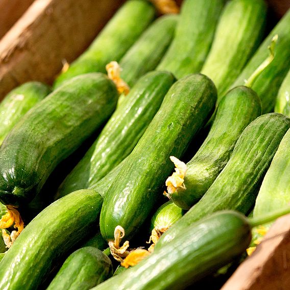 Cucumber 'Mini Muncher' F1 - Seeds
