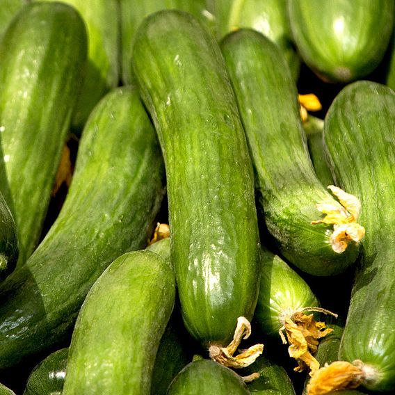 Cucumber 'Mini Muncher' F1 - Seeds